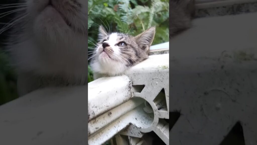 Stray Kitten Got Stuck In Washing Machine! Stray Kitten Got Stuck In Washing Machine!