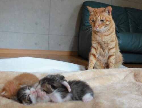 【生後11日】眠っている赤ちゃん猫を我が子のように見守る先住猫