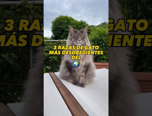 3 Razas de Gato Más Desobedientes del 🌍🐈. #gatos #gatosiames #gatoshermosos #mascotas
