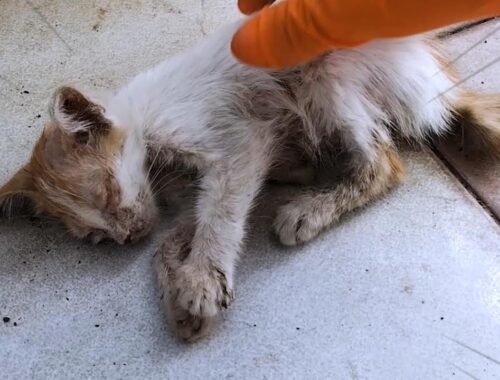 THE KITTEN THAT ALMOST DIED WAS LYING ON THE SIDE OF THE ROAD WITHOUT ANYONE CARING