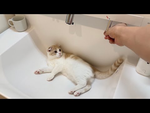 子猫が洗面所で遊んでるのでそのまま水を出してみたらこうなりましたw