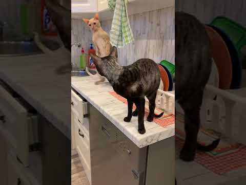 Funny cats sitting on the kitchen table