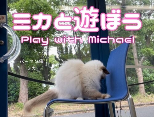 バーマン猫ミカ【ミカと遊ぼう】Play with Michael（バーマン猫）Birman/Cat