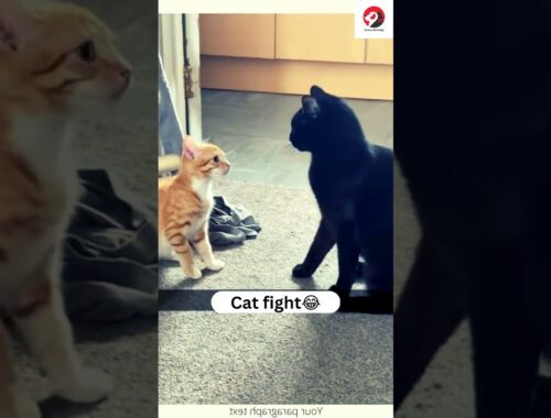 funny cat fight😻 | Black cat & brown cat | viral clips shorts video