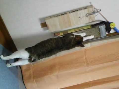 セクシー!?でキュートなボブテイル　-  Sexy!? & cute bobtail cat