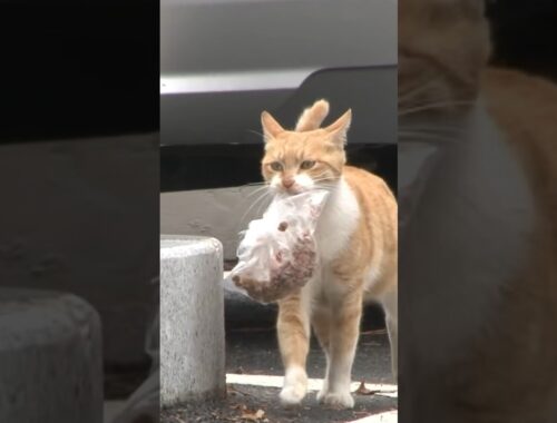 Cat Starves But Carries Bag Of Food To Feed Her Kitten!