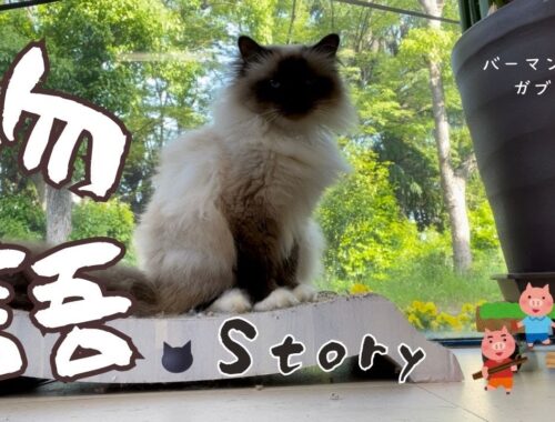 バーマン猫ガブとミカとラフとウリ【物語】Story（バーマン猫）Birman/Cat