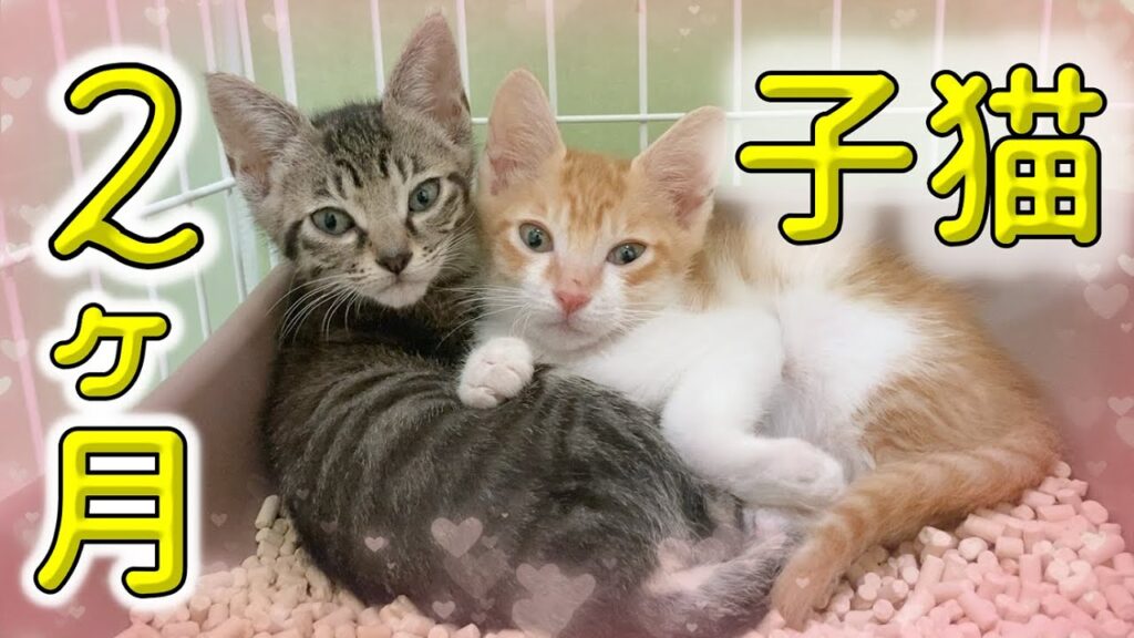 野良猫への無責任な餌やりで産まれた子猫たち 野良猫への無責任な餌やりで産まれた子猫たち
