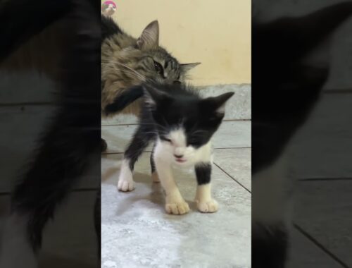 Rescued kitten asks for help getting along with older cat #shorts