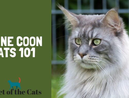 Maine Coon Cats 101 (Everything you need to know)