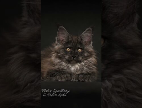 Before and after. #mainecoon #cats #kittens #felisgallery