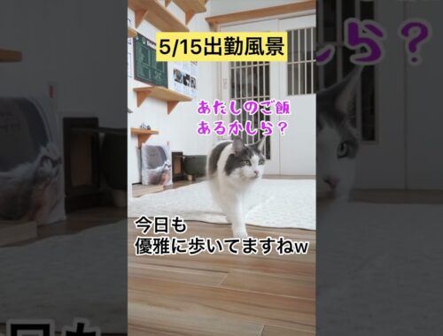 5/15出勤風景【メインクーン】 #メインクーン #猫動画おもしろい #cat
