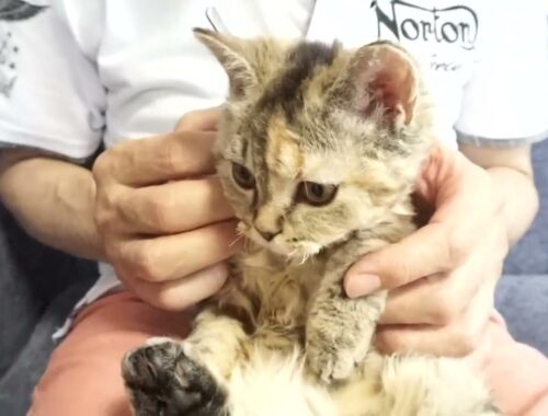 セルカークレックス子猫　2022.1.21産まれ　ブラウンタビー　女の子　シーダキャット猫のお店