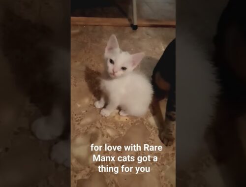 Got a thing for you Rare Manx cats Shiloh's Animal Sanctuary #funnyshorts #catfunny #catvideos