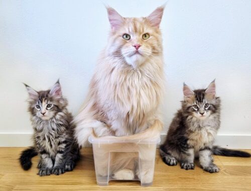 Big Uncle Buster Teaches Kittens How to Properly Use a Box!