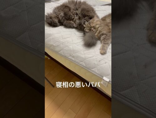 パパの尻枕 #ラガマフィン #猫のいる暮らし #子猫動画