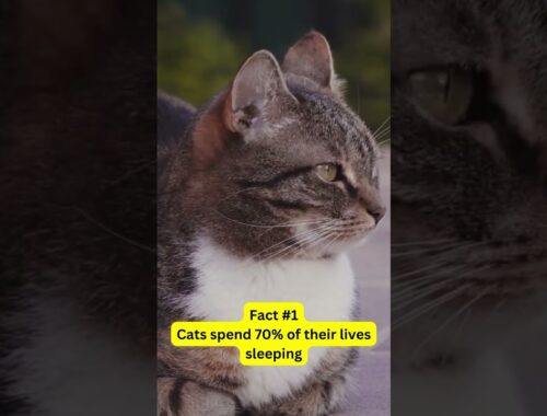 3 Fun Facts About Cats #shorts #catshorts