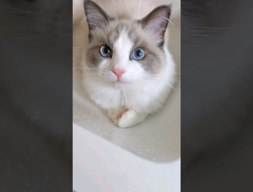 洗面台が好きなシャオル #猫 #ラグドール #cat