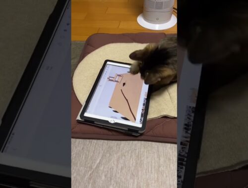 iPadと猫#shorts #ねこ #キジトラ#ソマリ