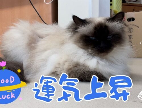 バーマン猫ガブ【運気上昇】Good luck（バーマン猫）Birman/Cat