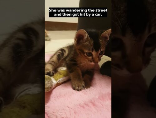 Little kitten rescued from the street - she got hit by a car