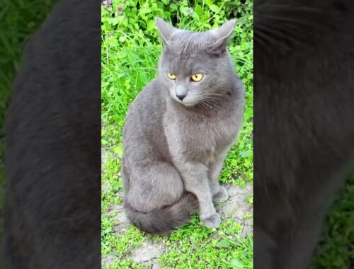 RAÇAS DE GATO Gato Azul Russo