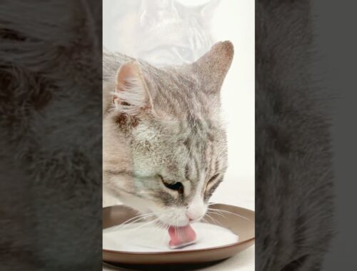 Do cat drink water? #Shorts #catdrink