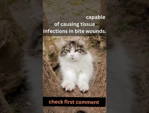 Are cat bites dangerous?-The Results Will Surprise You! #shorts #short