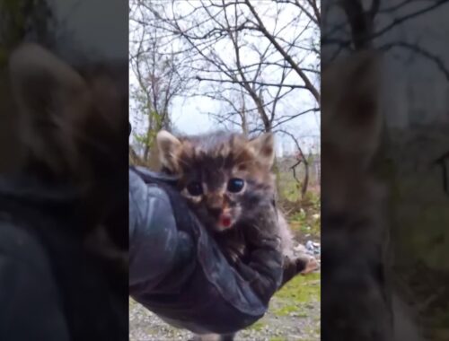 HE WAS THE ONLY SURVIVOR! Rescuing A Kitten From A Dogs Attack!