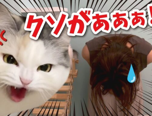 【ブチ切れ】絶対にやってはいけない事をやった奥さんが猫にド説教されました【関西弁でしゃべる猫】