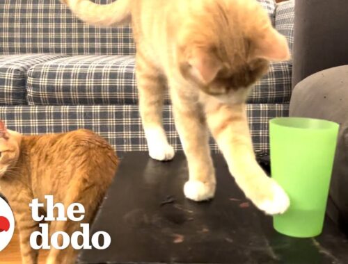 Kitten Brothers Knock Over Every Water Glass In Their House | The Dodo