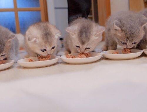 The meal of a family of seven kittens is quite noisy.