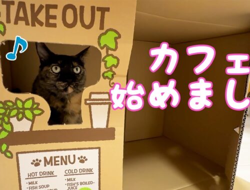 カフェの店員になったサビ猫モモちゃんが可愛すぎる…！