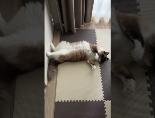 ラグドールのたぬきみたいな猫がお腹を見せて寝転んでいる #cat #kitten #ragdoll #アライグマ #こねこ #たぬき #ねこ #ラグドール #ラグドール子猫 #ラグドールたぬとこ
