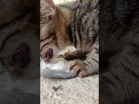 brown cat eats(5)