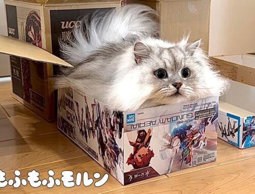 もふもふ猫はどこまで小さい箱に入れるのかチャレンジ！ 【サイベリアン】