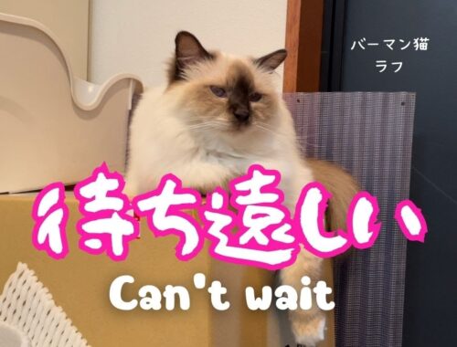 バーマン猫ラフ【待ち遠しい】Can’t wait （バーマン猫）Birman/Cat