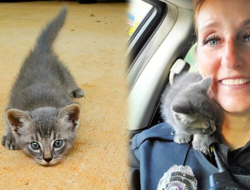 Stray Kitten Chooses a Cop, Climbs On Her Shoulder And Won't Let Go