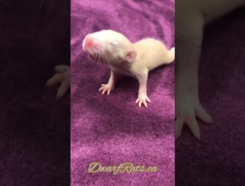 Manx Baby Rat 😍