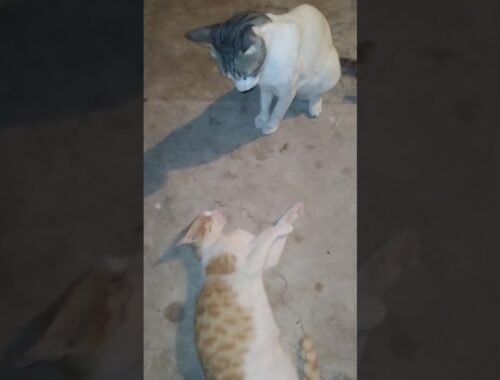 tow cats fighting mood white cat and white and brown cat both cats very cute and nice video