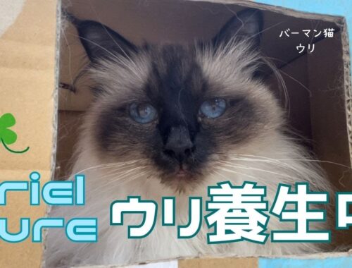 バーマン猫ウリ【ウリ養生中】Uriel cure（バーマン猫）Birman/Cat