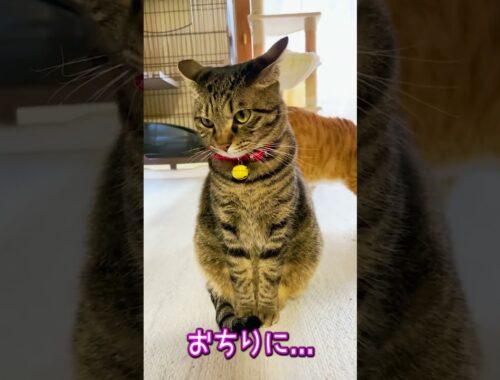 猫達の不穏な空気の理由は...😂😂😂⁉️ #shorts #あにまるほんぽ #アフネコ #funnycats