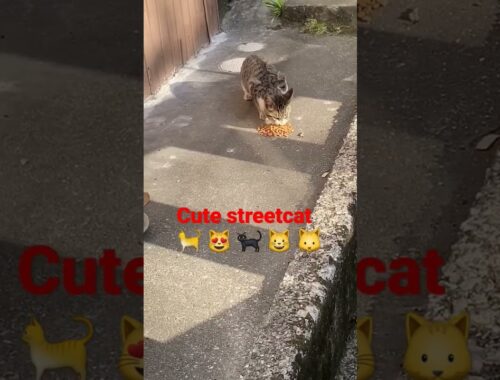feeding cute straycat in kochi Shi,japan Part-9 #日本 #猫 #地域猫 #ねこ動画 #かわいい猫 #cats #shorts #straycat