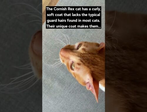 Cornish Rex Cat Interesting Fact 🐈🐈🐈 #shorts