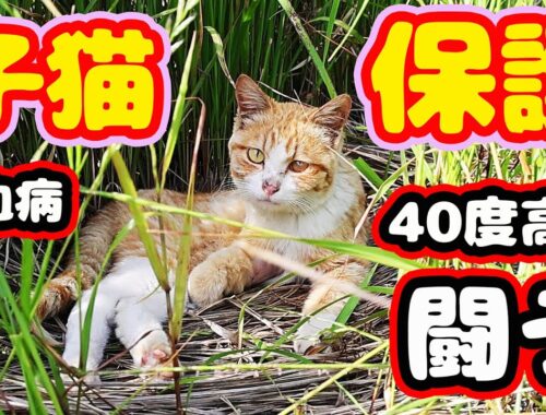 【子猫 保護】４０度ウィルス熱 ２週間闘い 奇跡的回復 強運な子猫 経過報告