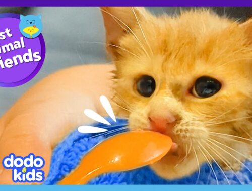 Kitten Falls Into Barrel Then Makes A GIANT Best Friend | Dodo Kids | Best Animal Friends