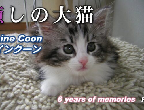 癒しの大猫　メインクーン (Maine Coon)　6 years of memories　Part 1