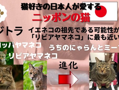 【日本猫のにゃらんとミーちゃん】イエネコの祖先は何ネコ❓キジトラの名前の由来は❓日本猫（和猫）の毛色は何種類くらいあるの❓