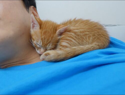 The Kitten has Always Slept on My Neck Since it was Rescued