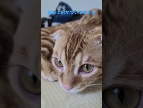 距離感も大事らしい #キンカロー #猫 #cat #子猫 #猫のいる暮らし #catlover #고양이 #catvideos #catlovers #catvideo